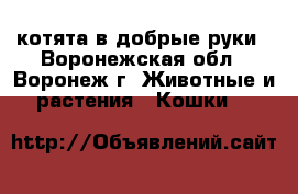 котята в добрые руки - Воронежская обл., Воронеж г. Животные и растения » Кошки   